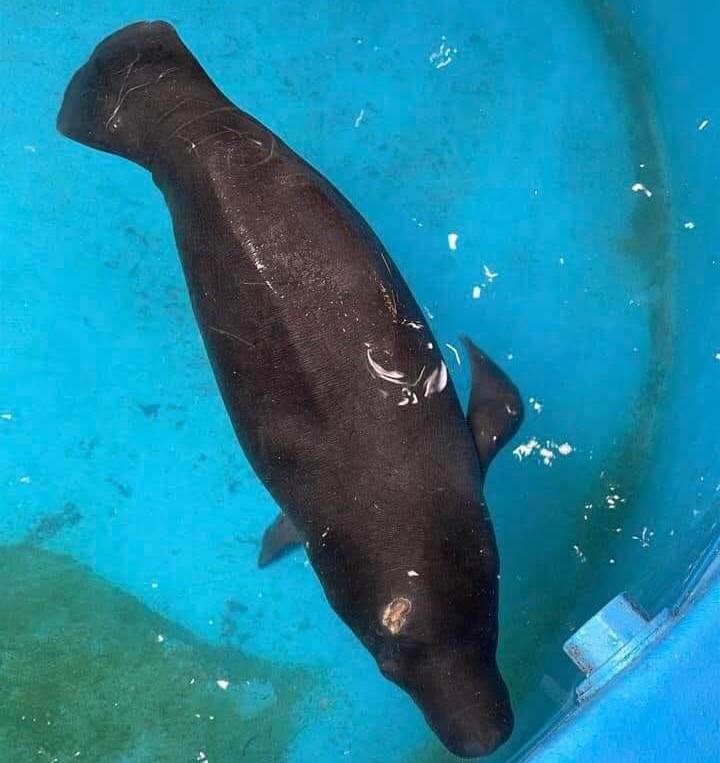 Sedema encaminha para Laboratório do INPA filhote de peixe-boi resgatado em Barreirinha 