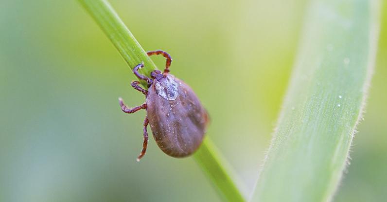 Febre maculosa: o que é e quais os sintomas dessa doença de difícil diagnóstico e alta taxa de letalidade