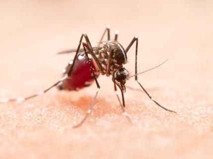 Após 2 anos de redução, número de mortes por dengue cresce no Brasil