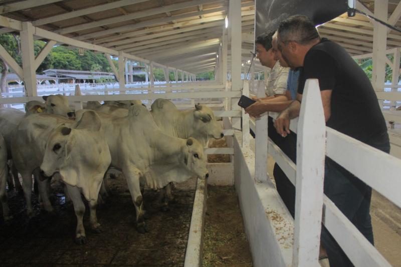 Na 36ª Expopin, Fazenda Parintins apresenta nelore de alta eficiência reprodutiva