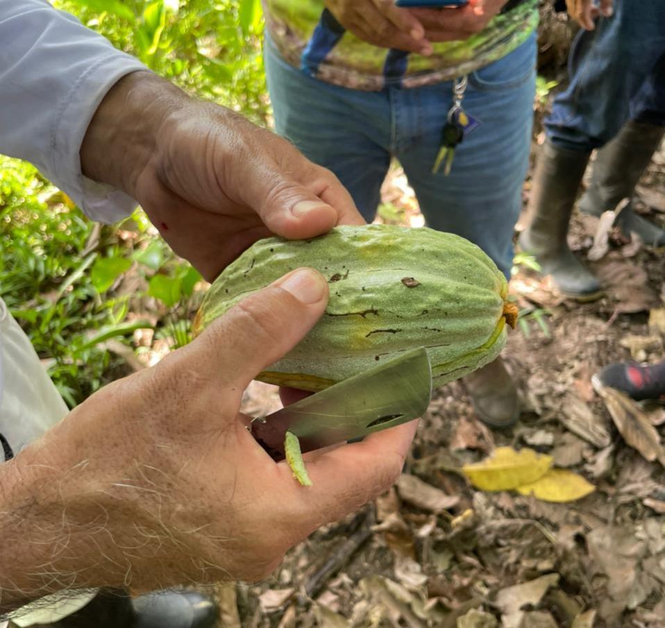 Mapeamento realizado pela Adaf identifica focos da praga