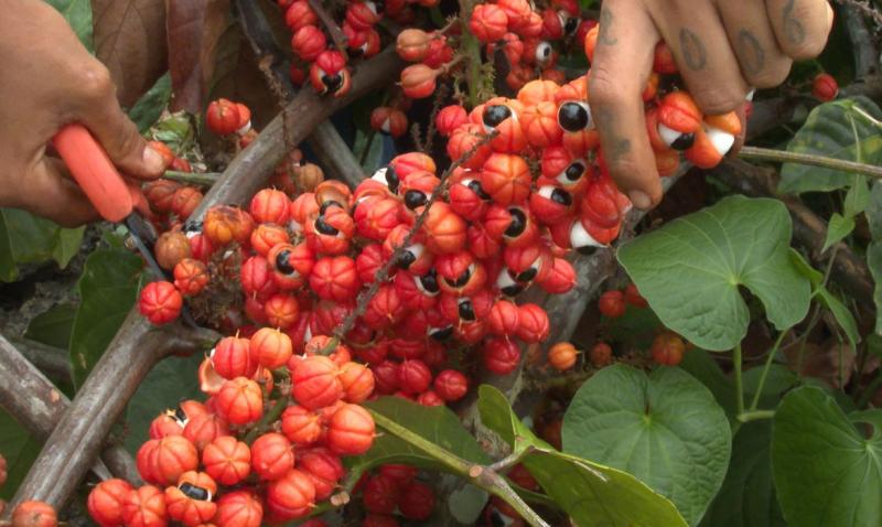 Produção de guaraná de Maués alia tradição e qualidade na Amazônia