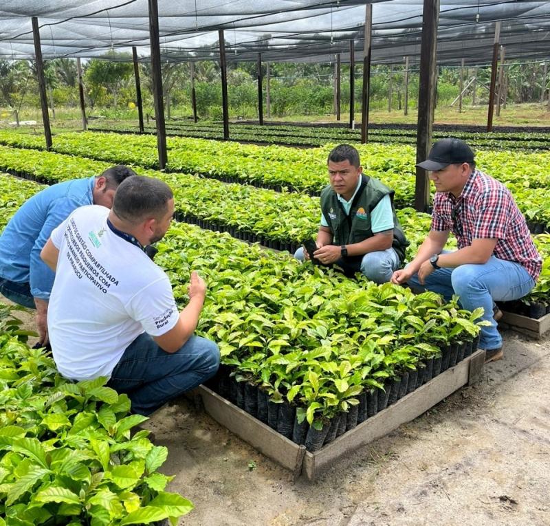 Idam garante apoio à implantação da cafeicultura em Presidente Figueiredo