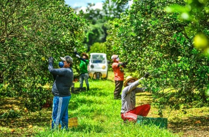 Novos sistemas de produção impulsionam a cadeia produtiva de laranja e limão no Amazonas
