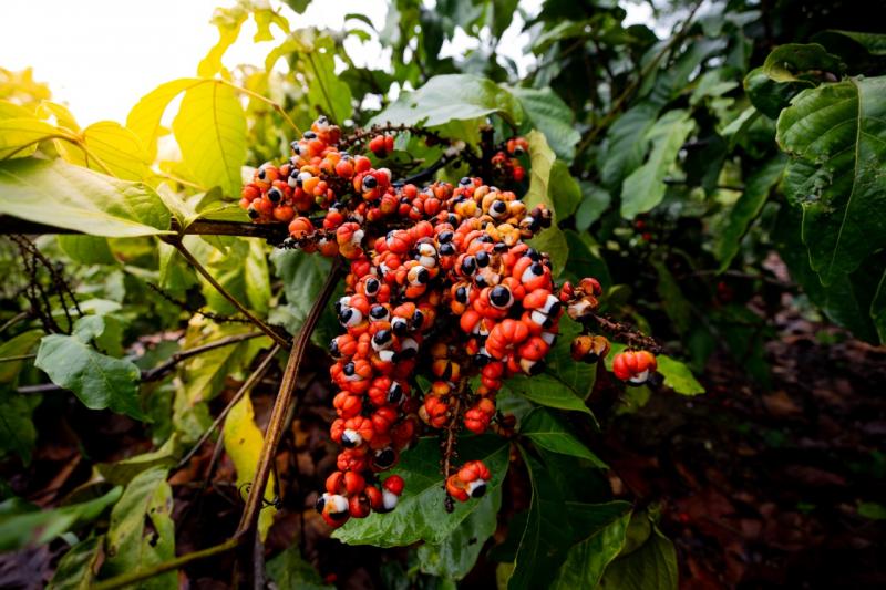 Governo do Amazonas apoia atualizações do Banco Ativo de Guaraná, da Embrapa Amazônia Ocidental