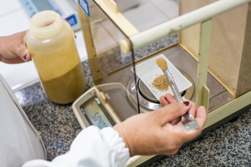 Pesquisa desenvolve melhoramento genético para contribuir na qualidade de sementes e frutos amazônicos 