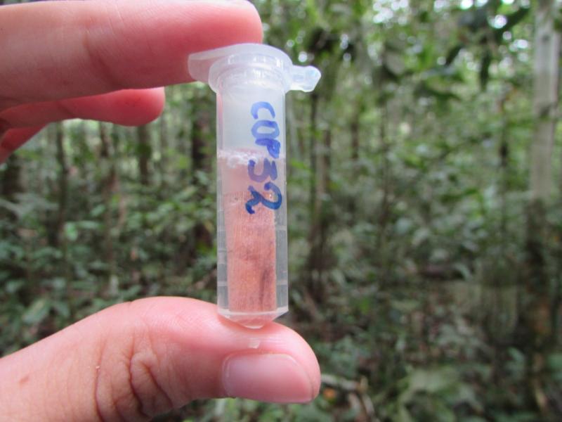 Governo do Amazonas apoia estudo sobre a variedade genética da copaíba  Governo do Amazonas apoia estudo sobre a variedade genética da copaíba