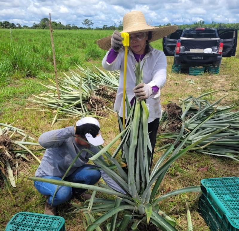 Em Novo Remanso, projeto de implantação de unidade de observação do abacaxi colhe frutos para análise de fertilizantes Em Novo Remanso, projeto de implantação de unidade de observação do abacaxi colhe frutos para análise de fertilizantes
