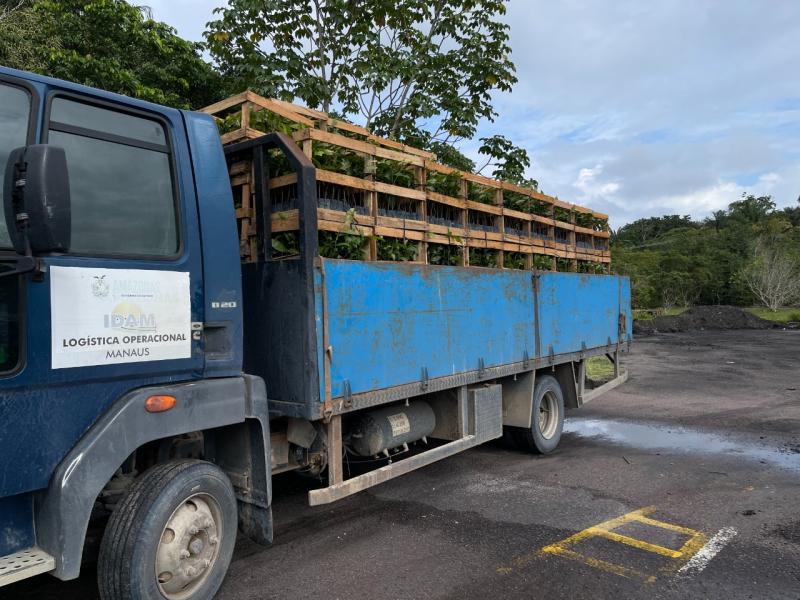 Governo do Amazonas distribui mais de 50 mil mudas de castanheiras-do-Brasil para produtores rurais Governo do Amazonas distribui mais de 50 mil mudas de castanheiras-do-Brasil para produtores rurais