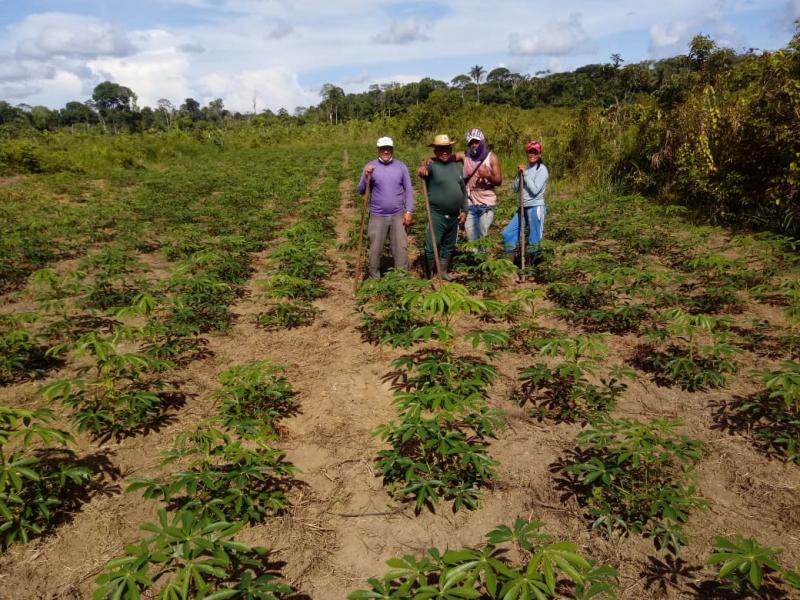 Unidade de Referência Tecnológica da Mandioca beneficia produtores rurais no município de Tefé Unidade de Referência Tecnológica da Mandioca beneficia produtores rurais no município de Tefé