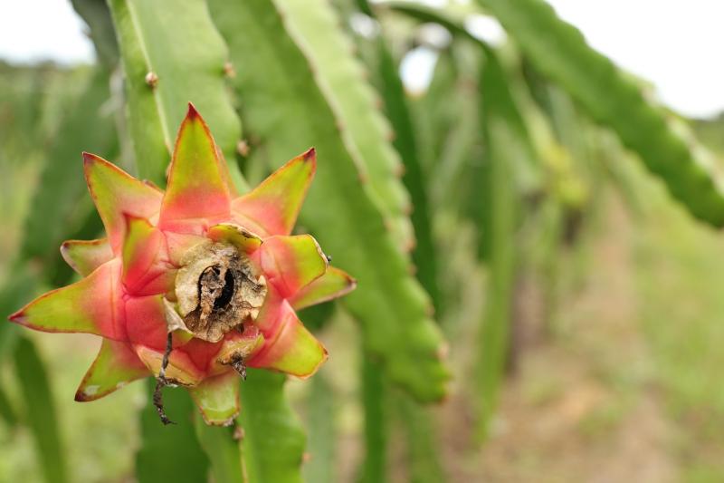 Apoio do Governo do Amazonas aos produtores pode tornar Manaus a capital nacional da pitaia Apoio do Governo do Amazonas aos produtores pode tornar Manaus a capital nacional da pitaia