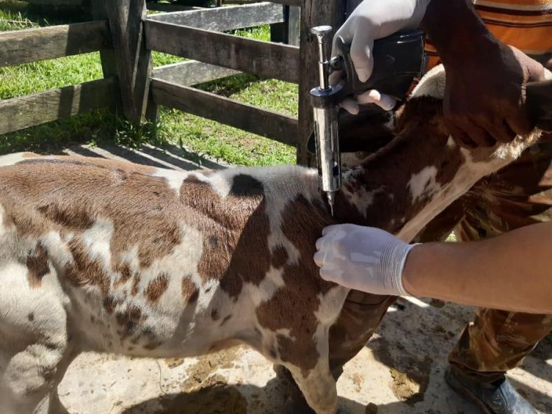 Adaf prorroga prazo para atualização do cadastro de veterinários no programa de vacinação contra brucelose Adaf prorroga prazo para atualização do cadastro de veterinários no programa de vacinação contra brucelose
