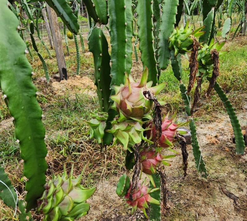 Rentável, cultivo de pitaya passa por expansão entre produtores e agricultores do Amazonas Rentável, cultivo de pitaya passa por expansão entre produtores e agricultores do Amazonas