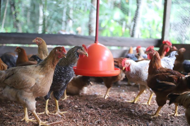 Governo do Amazonas incentiva avicultura caipira para pequenos produtores rurais