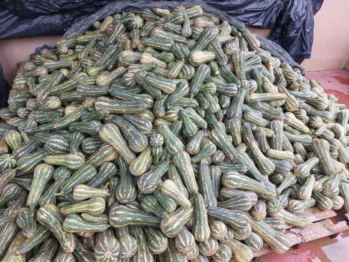 Balcão de Agronegócios: ADS auxilia no escoamento de 5,8 toneladas de abobrinha-paulista