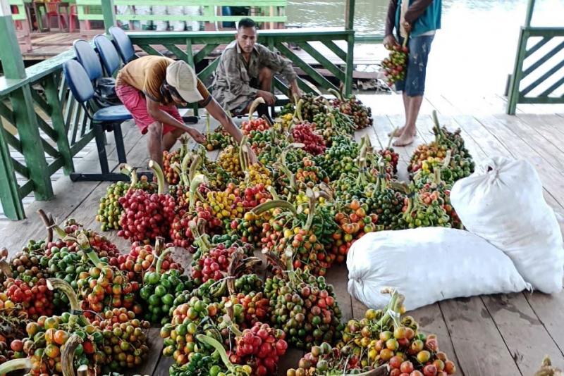 Idam em Vila Rica de Caviana realiza primeiro escoamento de pupunha e açaí do ano