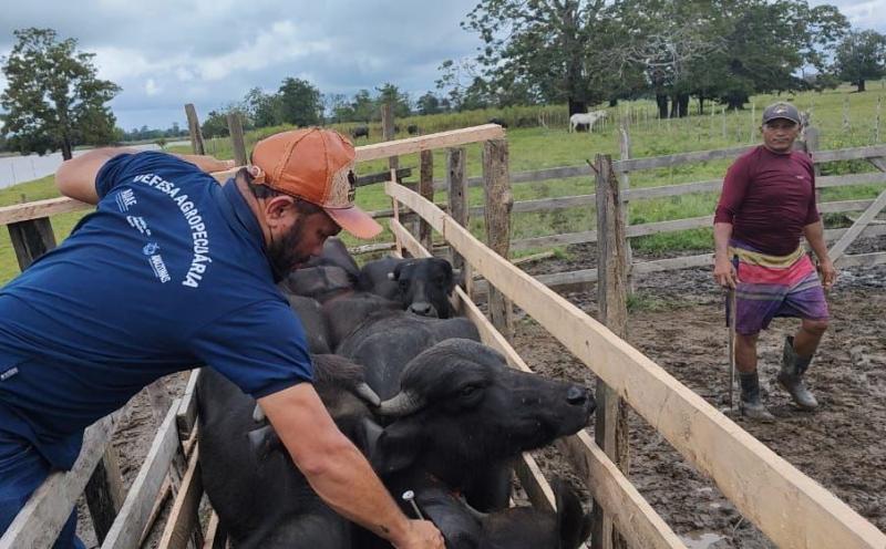 Adaf inicia campanha de vacinação contra Febre Aftosa em 41 municípios do Amazonas