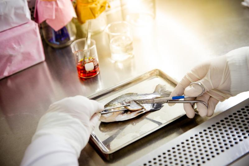 Pesquisa encontra cepas bacterianas com potencial probióticos em peixes amazônicos