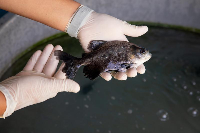 Pesquisa aplica forma sustentável na criação de tambaqui e aponta alternativa para otimizar uso de ração