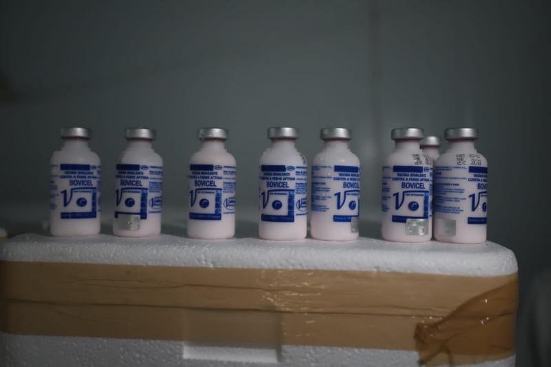 Governo do Amazonas recebe vacinas para Campanha contra Febre Aftosa