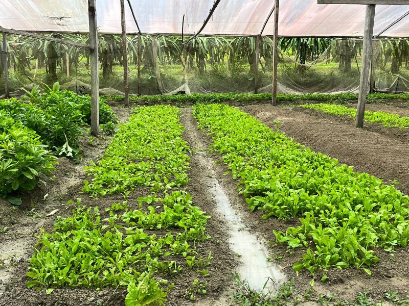 Associação poderá aumentar produção de hortaliças em 80%, com apoio da ADS