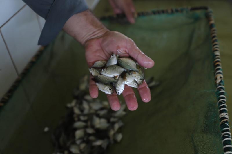 Dia da Aquicultura: Centro de Piscicultura em Balbina é referência em reprodução de peixes nativos no Amazonas