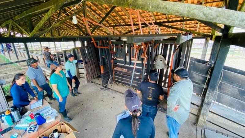 Pecuaristas do Boto são pioneiros no maior programa genético da bovinocultura nacional