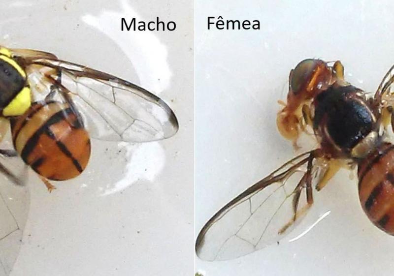 Ministério declara Roraima área de quarentena para mosca da carambola