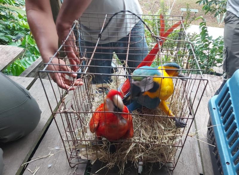 Ipaam apreende mais de 20 animais silvestres utilizados como atração turística, em ação conjunta com Ibama