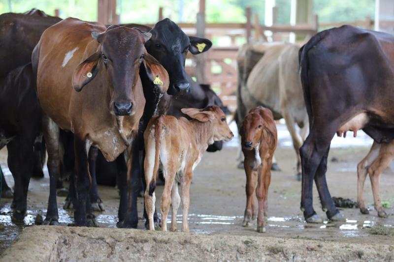 Adaf alerta produtores sobre início da campanha de atualização cadastral de animais