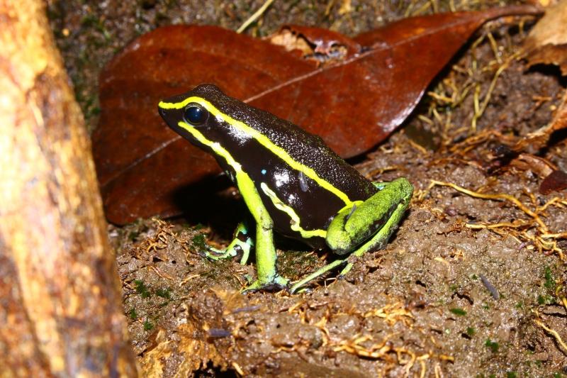 Pesquisa obtém dados biológicos de espécies da flora e fauna amazônica em projeto apoiado pelo Governo do Estado