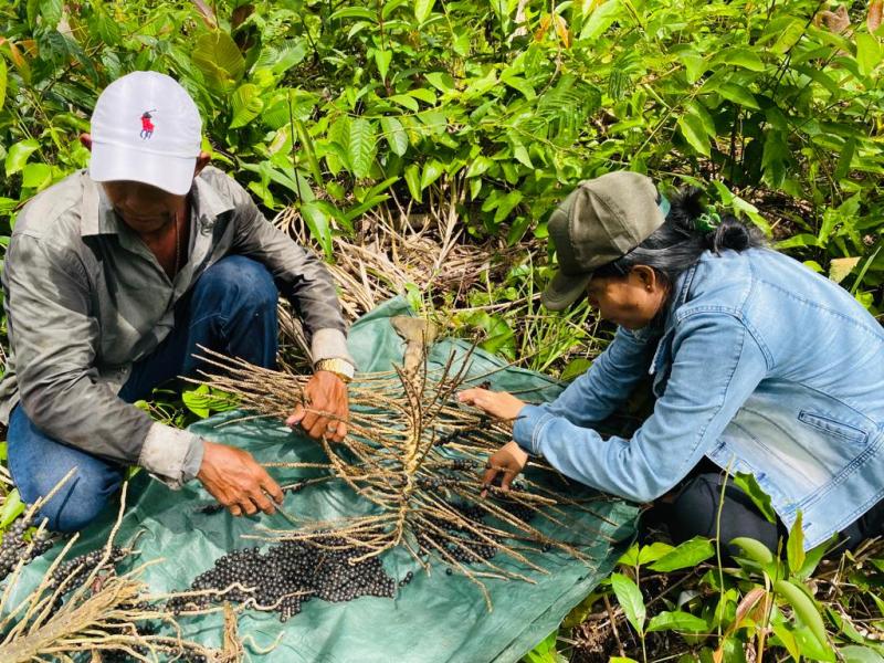 Com apoio do Governo do Amazonas, pesquisa analisa as dificuldades dos produtores e comerciantes do açaí
