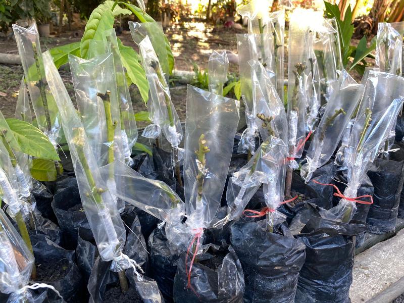 Em Barreirinha, Idam fomenta a cultura do café com distribuição de mudas clonais