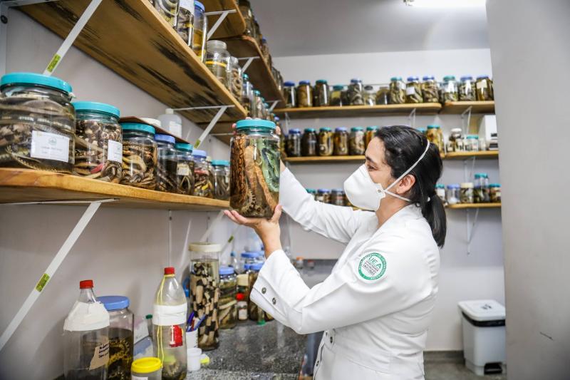 Com apoio do Governo do Amazonas, estudo analisa perfil clínico inflamatório de pacientes envenenados por picada de cobra