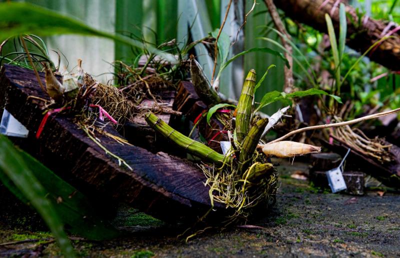 Com apoio do Governo do AM, pesquisa elabora banco de dados sobre grupo de plantas amazônicas pouco conhecidas 