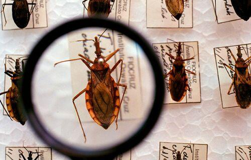 Brasil contabiliza cerca de 4.500 mortes por ano pela doença de Chagas 