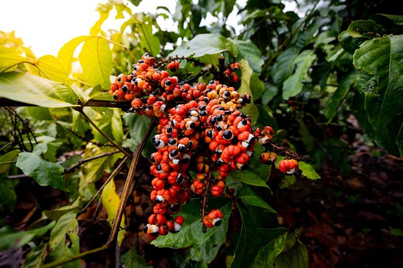 Pesquisa científica sobre nanotecnologia e frutos amazônicos apoiada pela FUnATI é publicada em periódico internacional