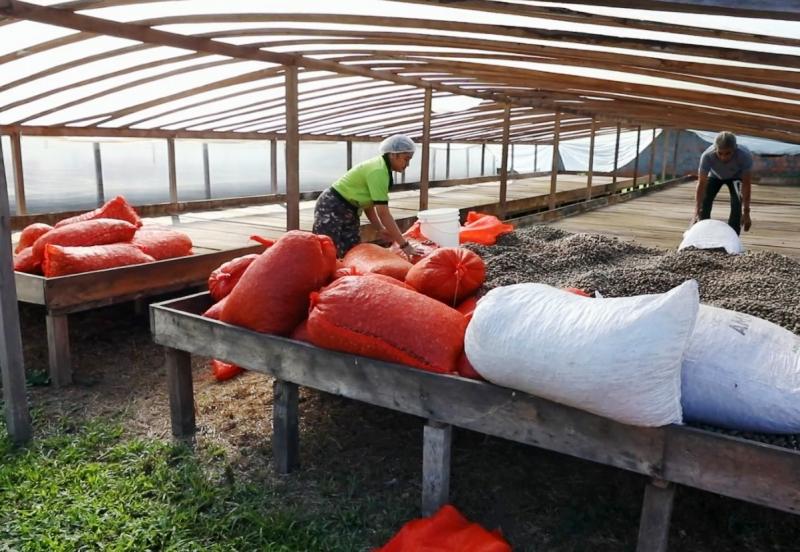 Documentários visibilizam negócios sustentáveis geridos por comunidades tradicionais do interior do Amazonas