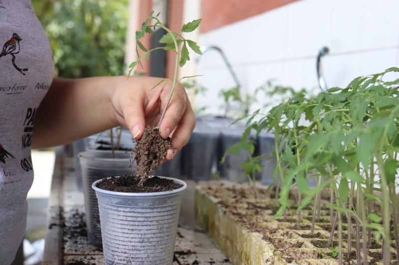 Estudo apoiado pelo Governo do Amazonas identifica bactérias amazônicas com potencial para combater doenças agrícolas em plantações