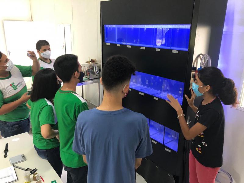 Acará-bandeira é adaptado para aquaponia ornamental em ambiente fechado, em pesquisa apoiada pelo Governo do Amazonas