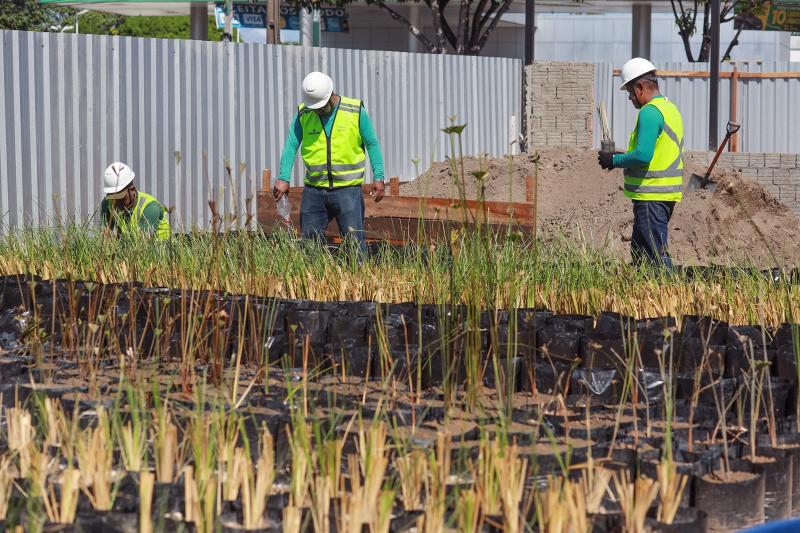 Prosamin+ vai reflorestar mais de 110 mil metros quadrados de áreas degradadas em Manaus