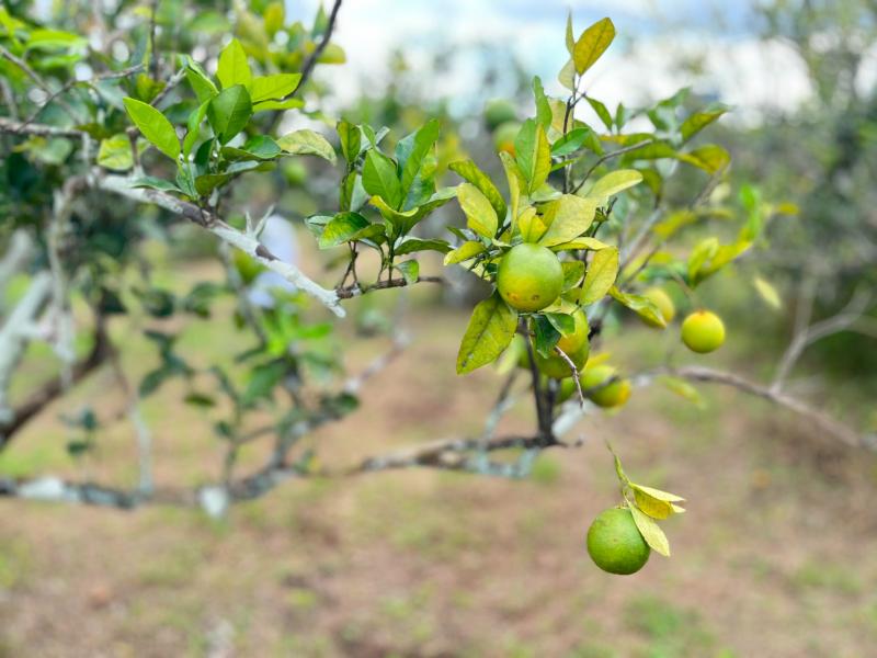 Citricultora da Feira de Produtos Regionais da ADS destaca importância da atividade