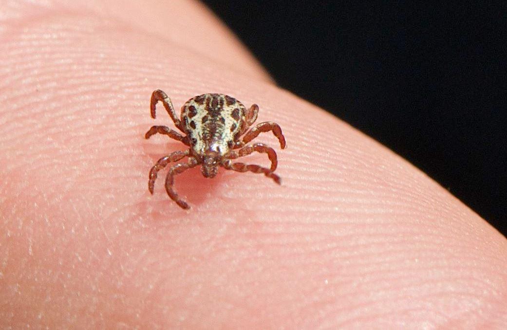 Saúde atualiza para 53 os casos de febre maculosa, com 8 mortes