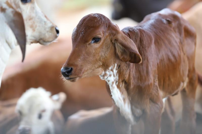 Termina hoje prazo para atualização cadastral de animais e notificação das vacinações da febre aftosa e brucelose 