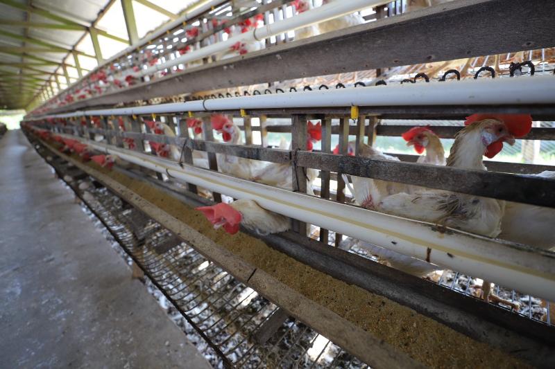 Avicultura: Adaf registra duas novas granjas e renova status de sete estabelecimentos