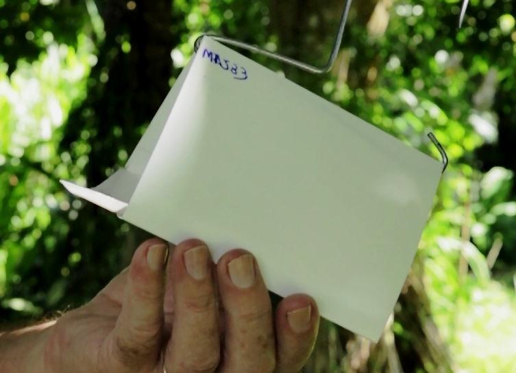 Equipes da Adaf recebem capacitação para monitoramento de praga