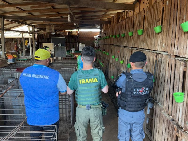 IBAMA-AM desmantela rinha de galo, apreende seis animais silvestres e 96 m3 de madeiras serradas, em operação