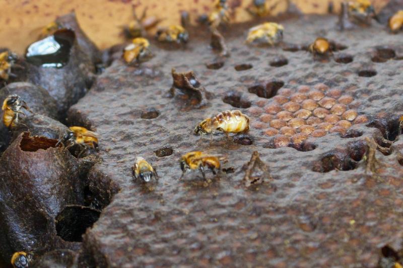 Pesquisa apoiada pelo Governo do AM utiliza mel de abelhas-sem-ferrão e frutas amazônicas para o desenvolvimento de produtos alimentícios  