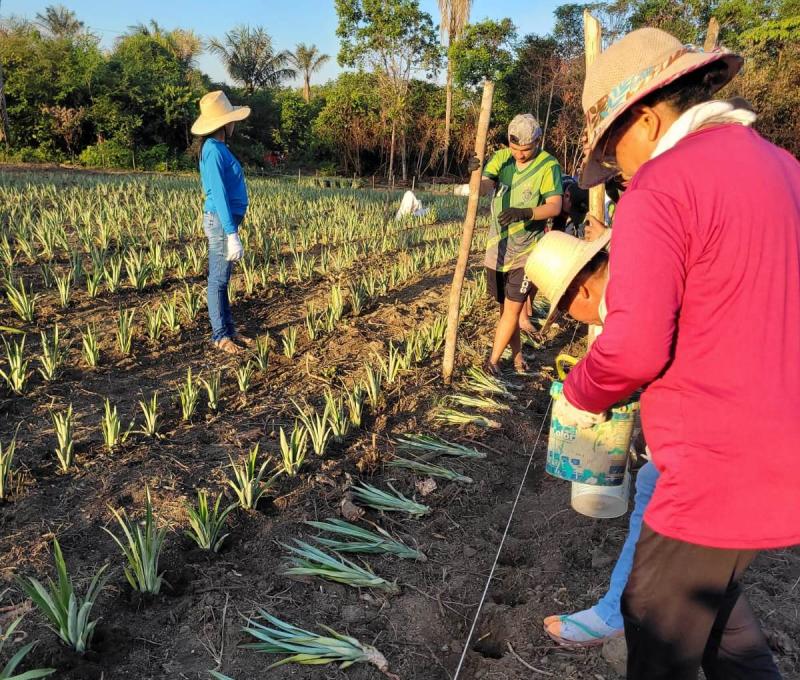 Em Barreirinha, Governo do Amazonas fomenta cultura do abacaxi com implantação de Unidade Demonstrativa 