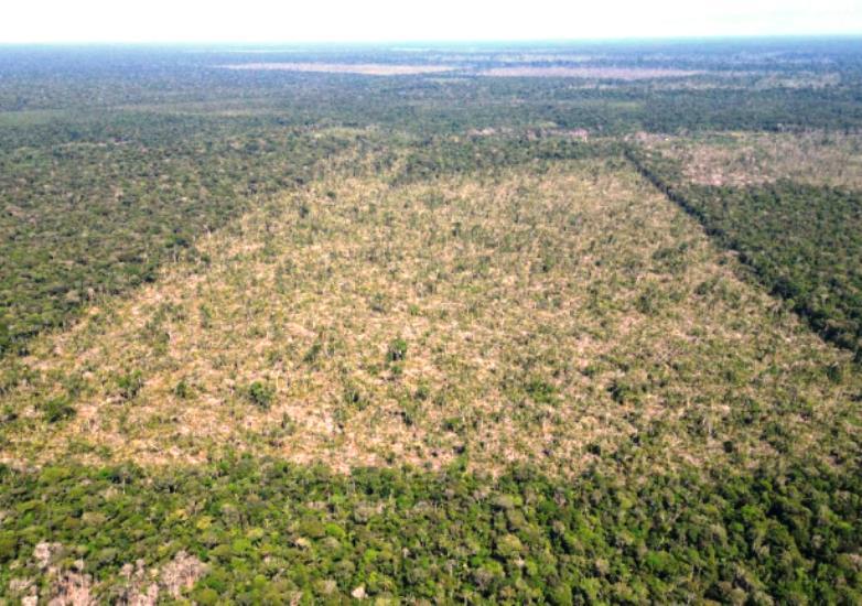 Amazonas fecha mês de julho com queda de 81,2% no desmatamento